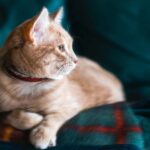 What to do with your dog when you’re away