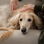 What to do with your dog when you’re away